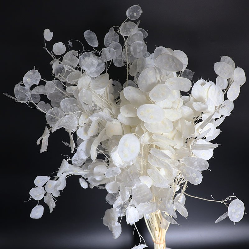Preserved Lunaria Flowers for  - Eucalyptus Preserved review and price