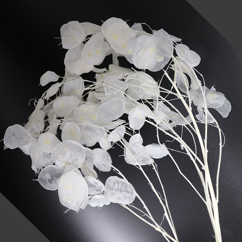 Preserved Lunaria Flowers for  - Eucalyptus Preserved review and price