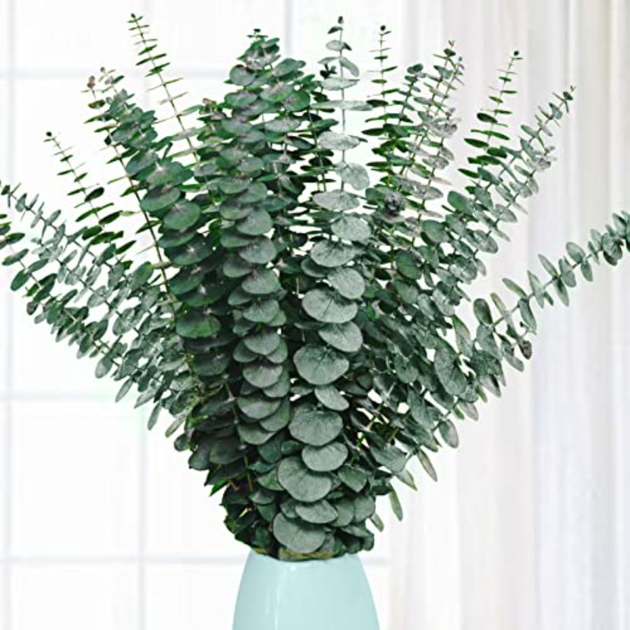 20 Pcs Preserved Dried Eucalyp - Eucalyptus Preserved review and price