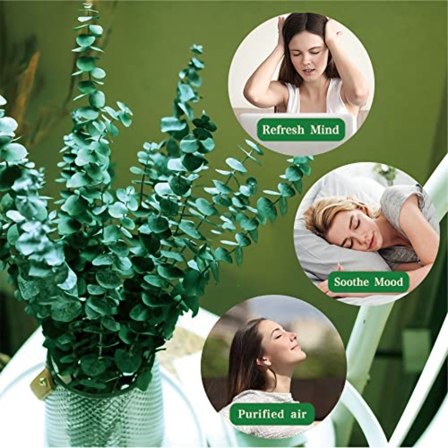 20 Pcs Preserved Dried Eucalyp - Eucalyptus Preserved review and price